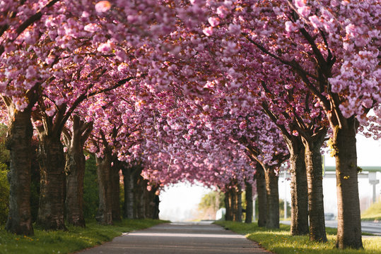 Kirschblüte in Magdeburg, Deutschland