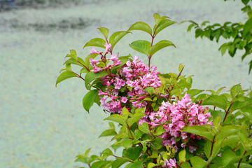 タニウツギの鮮やかな花　Weigela hortensis blossoms in japanese summer