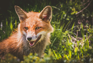 Portrait von Rotfuchs im Gran Paradiso Nationalpark, Aosta Tal, Italien