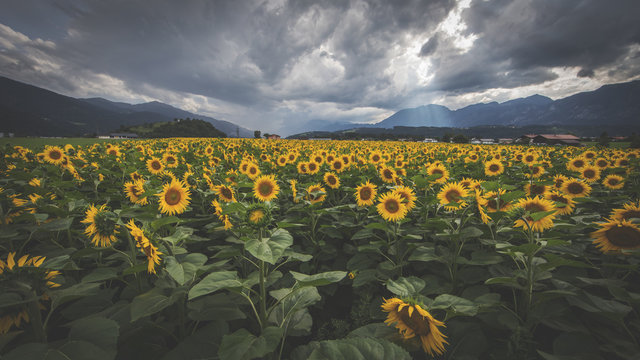 Sonnenblumenfeld in Tirol