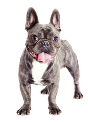 French bulldog dog standing and looking at full length