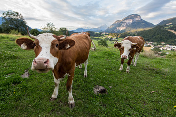 Fototapeta na wymiar Kühe auf dem Grattenbergl