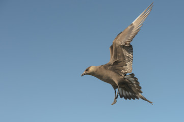 Arctic Skua in flight.