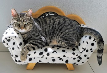 Müde Tiger katze auf einem Dalmatiner Sofa