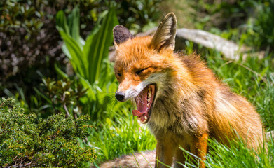 Gähnender Rotfuchs im Gran Paradiso Nationalpark, Aosta Tal, Italien