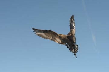 Arctic Skua in flight.