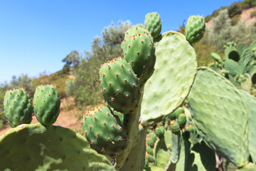 green figuier de barbarie, prickly pear