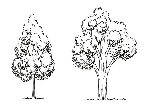 trees hand-drawing. vector illustration