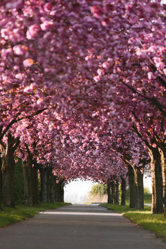 Kirschbl&uuml;te in Magdeburg, Deutschland