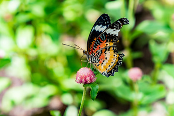 Butterfly on plant