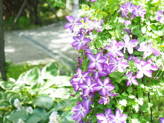 美しいクレマチス