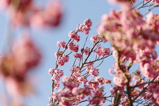 Kirschbl&uuml;te in Magdeburg, Deutschland