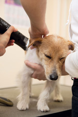 Hairdresser mows fur on the back of Jack Russell Terrier