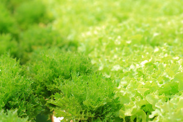 Fototapeta na wymiar Organic hydroponic vegetable of frillice iceberg, and green oak.