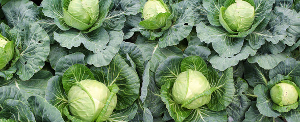 Panoramic image of cabbage on vegetable garden - obrazy, fototapety, plakaty