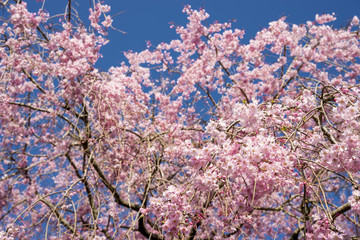 青空の下の枝垂れ桜