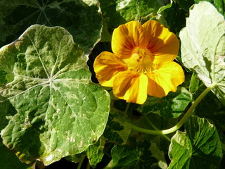 Nasturtium Alaska mix