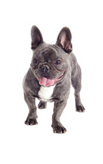 French bulldog dog standing and looking at full length