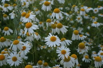 Bouquet of white beautiful chamomile in the rays of the evening sun