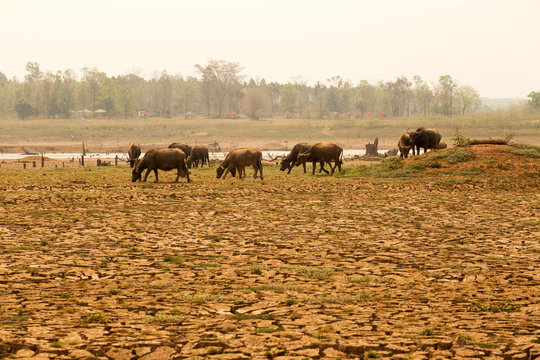 Herd of cows're walking on river  because global warming and El Nino effect.