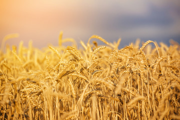 Ripe yellow ears of wheat.