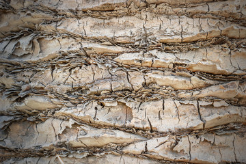 the texture of the trees