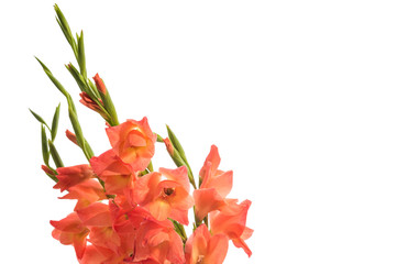 A bouquet of gladiolus isolated on white background. Nature concept.