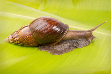 snail on the  banana leaf