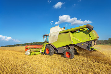 Obraz premium Combine harvester in action on wheat field.