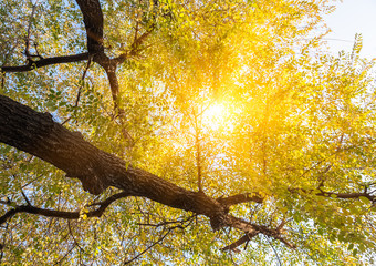 Fototapeta premium city park,aspring/summer natural scenery,china.