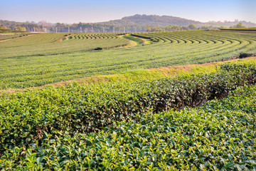 Green tea plantation landscape