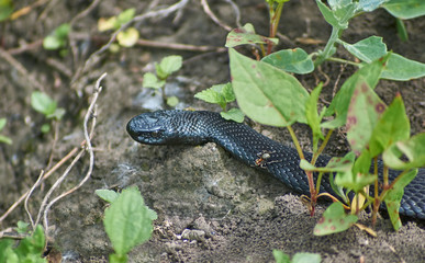 Venomous snake black forest viper.