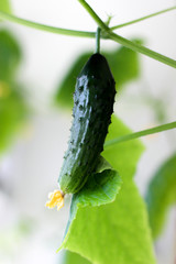 cucumber growing on a branch, the ripening of the vegetables