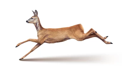 Fototapete Antilope Sprung des Rehe (mit Schatten) getrennt auf Weiß.