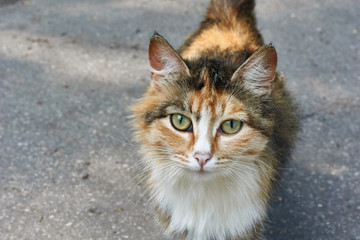 Portrait of a cat.