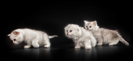 White Persian pussy cats