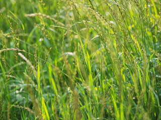 Green grass background. Selective focus with shallow depth of field.
