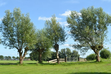 knotwilgen in op het voorerf van een boerderij