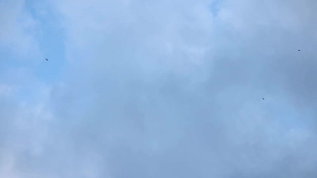 House martins (Delichon urbicum) fly among moving clouds. Gray and blue sky with some small black birds. Cloudy summer day, natural background.