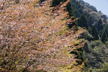 ヤマザクラの花と葉