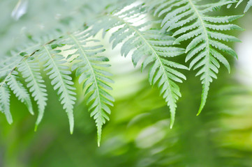 fern ,Golden Moss or Chain Fern