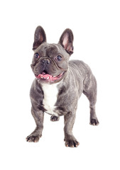 French bulldog dog standing and looking at full length