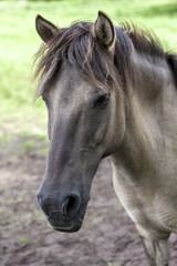 Wildpferde D&uuml;lmen