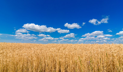 Golden wheat in the field in sunlight with blue sky and clouds, free space. Spikes of ripe wheat field under blue sky background. Agriculture, agronomy and farming background. Harvest concept