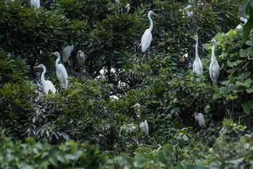 ダイサギの営巣地