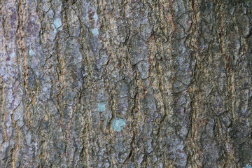 texture of bark wood