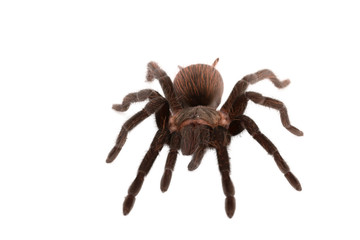 Brachypelma vagans spider Isolated