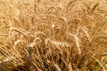 Golden wheat in the field, closeup. Spikes of ripe wheat field background, free space. Agriculture, agronomy and farming background. Harvest concept