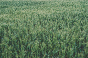 Harvest. Rye field in the evening sun