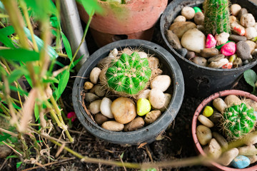 Corner of the cactus